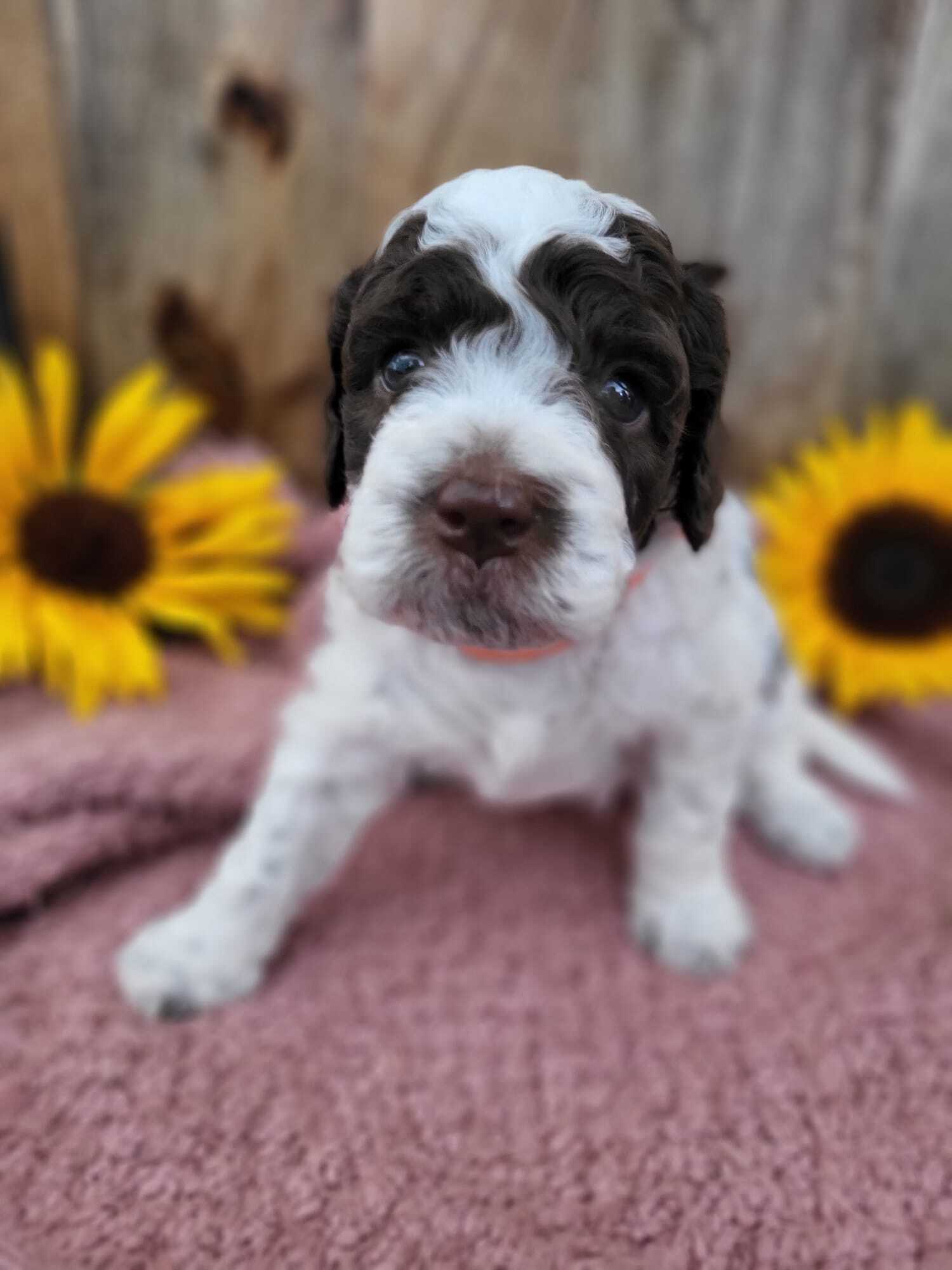 Bellisima