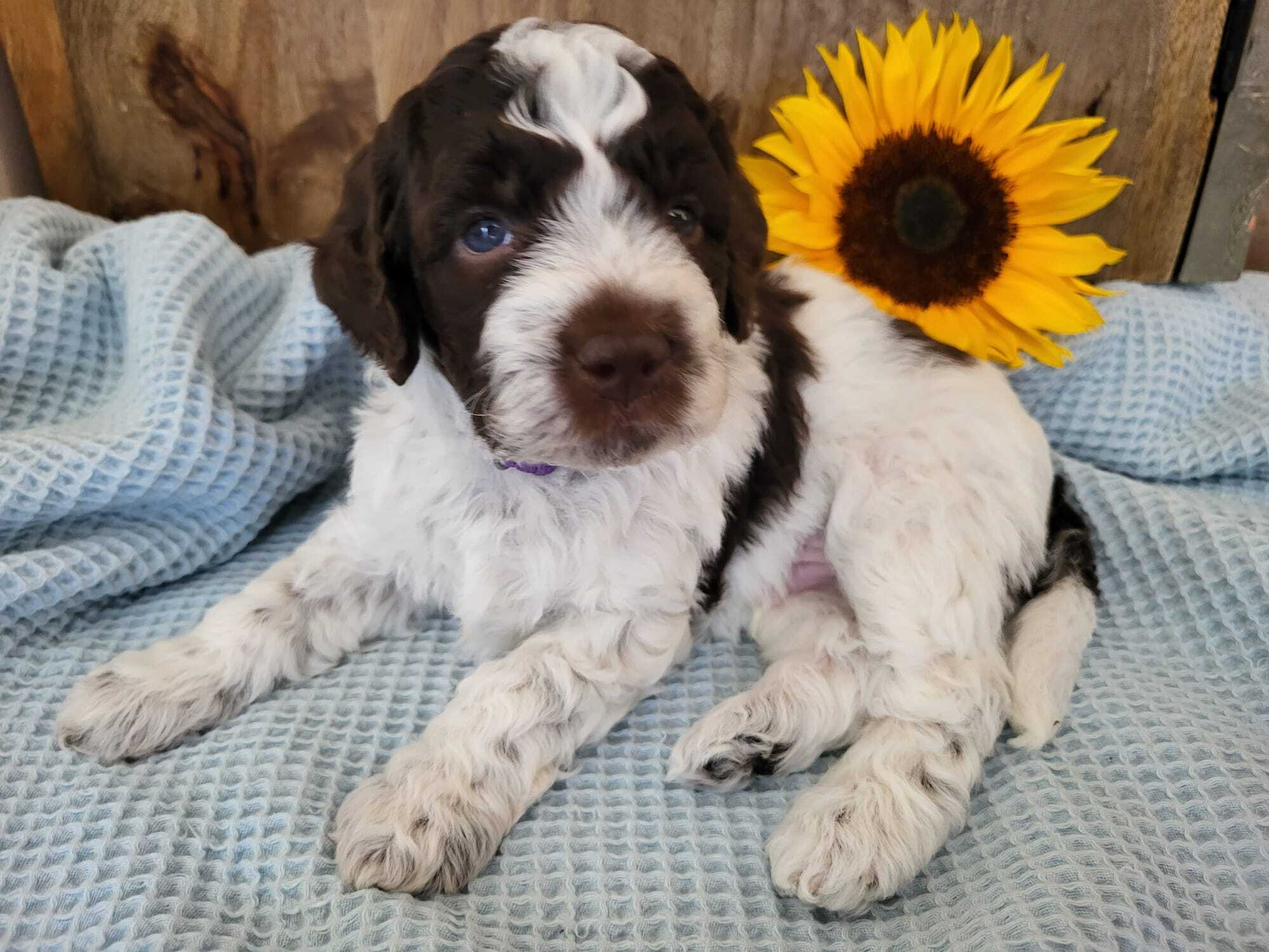 Bo
